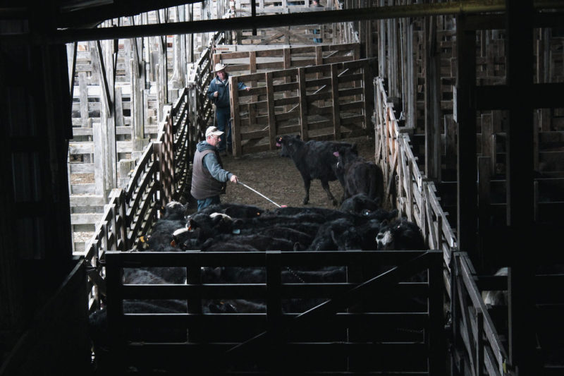 Photos Cottonwood Livestock Auction
