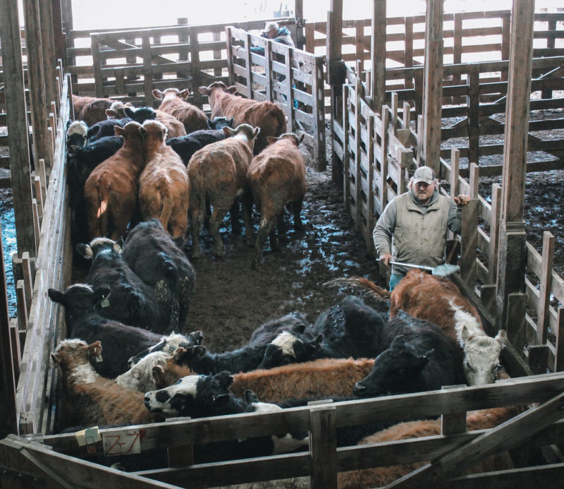 Photos Cottonwood Livestock Auction