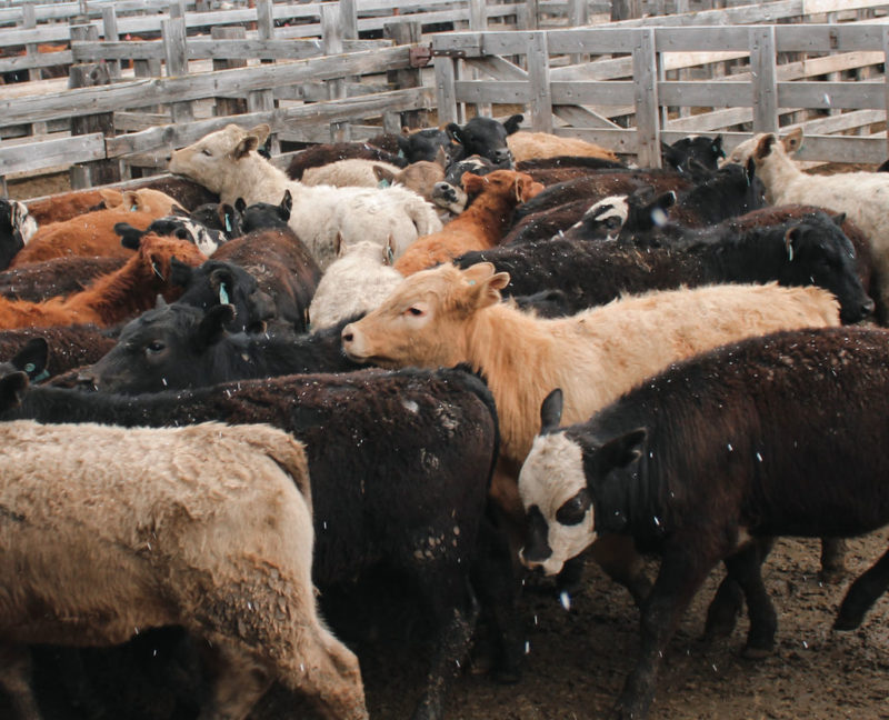Photos Cottonwood Livestock Auction