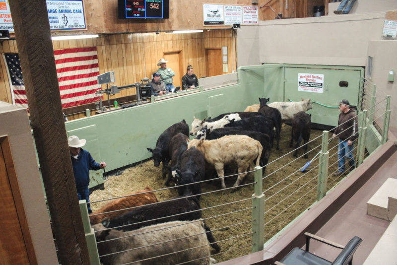 Photos Cottonwood Livestock Auction