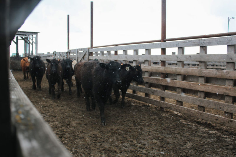 Photos Cottonwood Livestock Auction