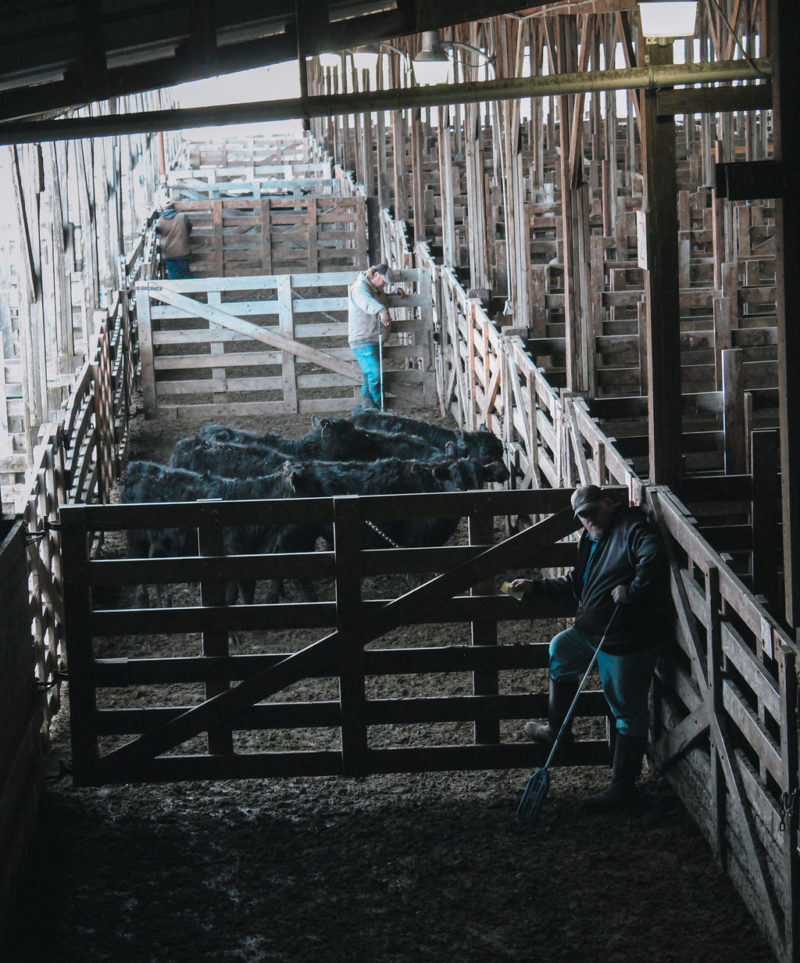 Photos Cottonwood Livestock Auction