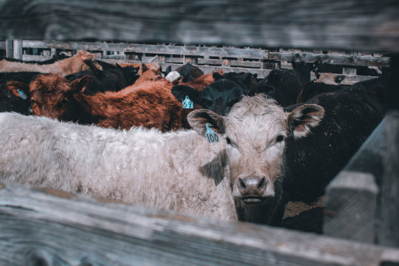 Photos – Cottonwood Livestock Auction