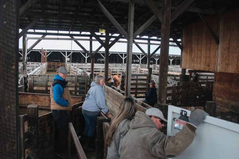Photos Cottonwood Livestock Auction