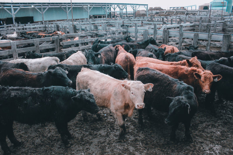 Photos Cottonwood Livestock Auction