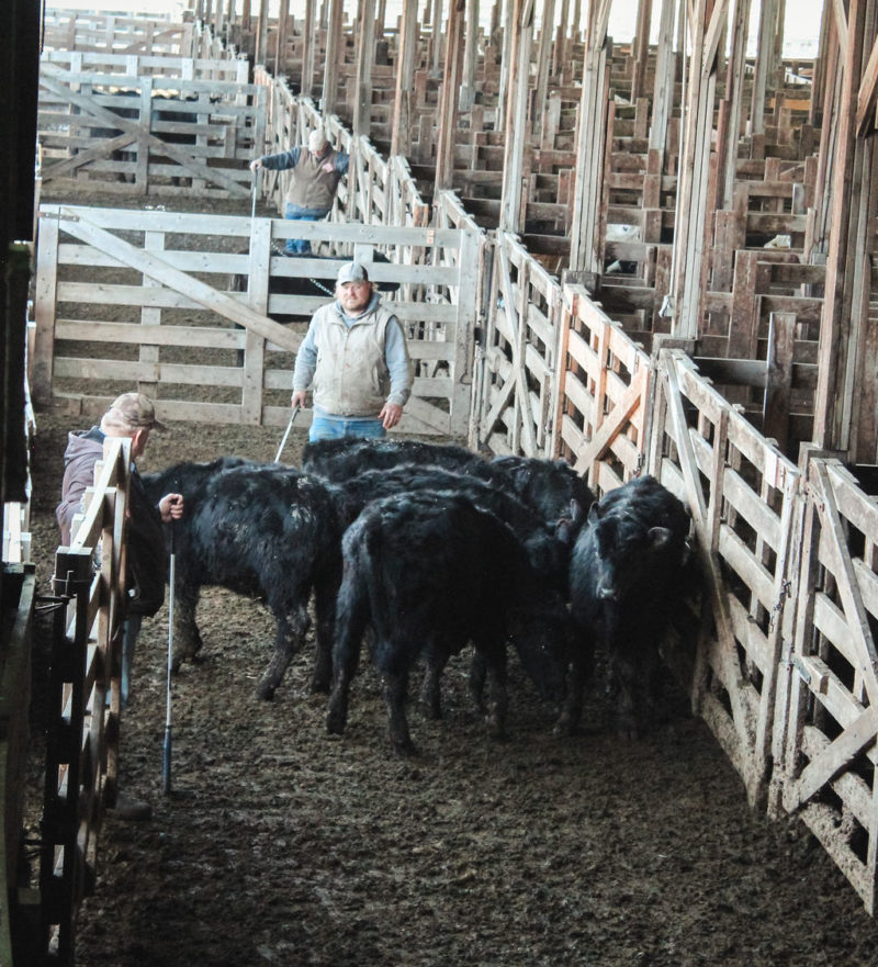 Photos Cottonwood Livestock Auction