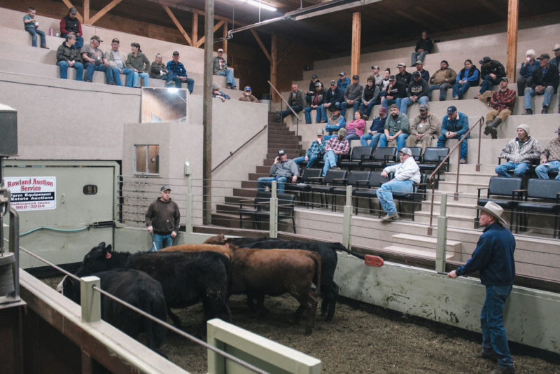 Photos Cottonwood Livestock Auction